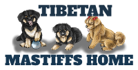 Tibetan Mastiff